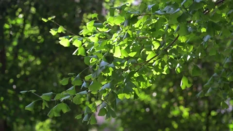 Sunlight Through Green Leaves Close Up Nature Video stock 345024996