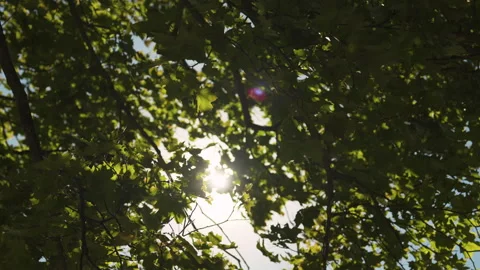 Sunlight Through Green Leaves in a Forest Canopy Stock Footage 286710670