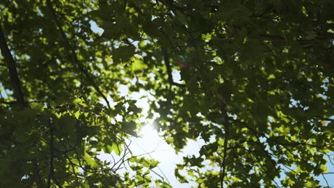 Sunlight Through Green Leaves in a Forest Canopy Stock Footage 286716575
