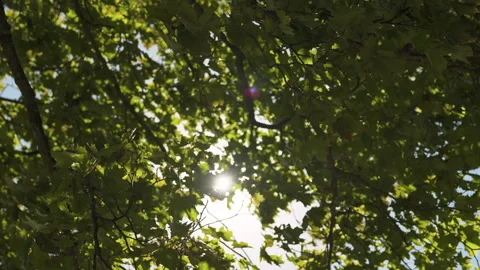 Sunlight Through Green Leaves in a Forest Canopy Stock Footage 286740530