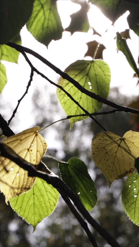 Sunlight Through Green Leaves In A Lush Forest Scene. Vertical. Video stock 291388615