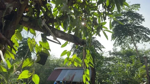 Sunlight through green leaves in a serene outdoor setting Stock Footage 325762447