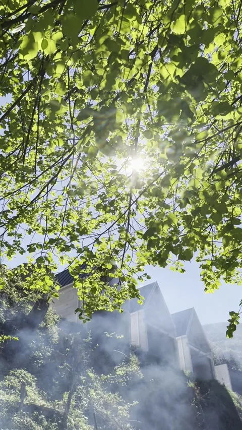 Sunlight through green leaves with soft haze in nature Video stock 333708342