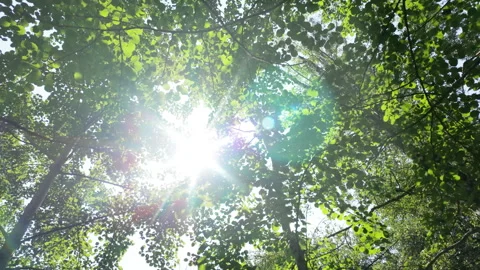 Sunlight Through Green Leaves in Summer Forest with Camera Moving Right to Le Video stock 313199447