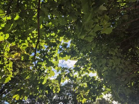 Sunlight through green leaves of a tree canopy Photos