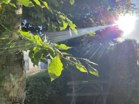 Sunlight Through Green Leaves on Tree Branch Stock Photos