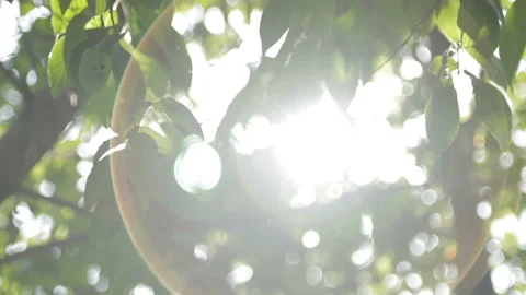 Sunlight through green leaves of trees. Nature Background 動画素材 102172770