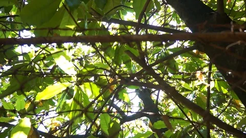 The sunlight through the green leaves of the trees Stock Footage 113190808