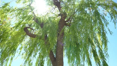Sunlight through the green leaves of willow trees in the park in summer day Stock Footage 112755550