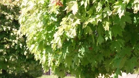 Sunlight through green maple leaves Stock Footage 334451577
