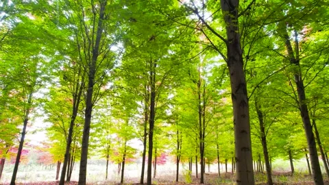 Sunlight Through Green Maple Trees in Summer Forest Stock Footage 342235604