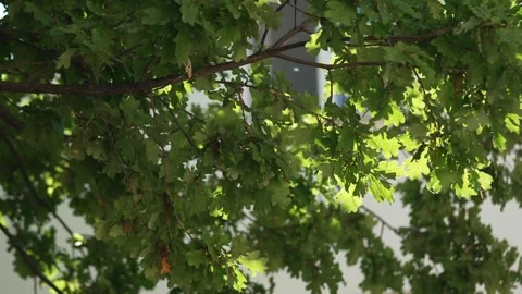 Sunlight Through Green Oak Leaves in Slow Motion Видео 341328018