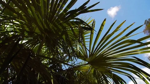Sunlight through the green palm leaves on black sea, hd video Stock Footage 74994247