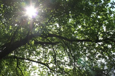 Sunlight Through Green Tree Branches Fotos de archivo