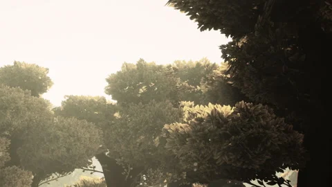 Sunlight Through Green Tree Canopies in a Quiet Forest Stock Footage 348487439