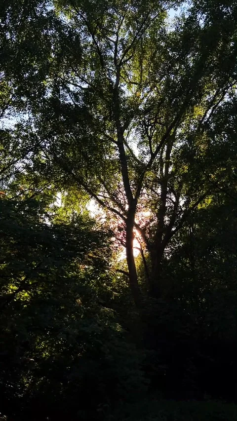 Sunlight Through Green Tree Canopy Dappled Light Forest Stock Footage 317626146