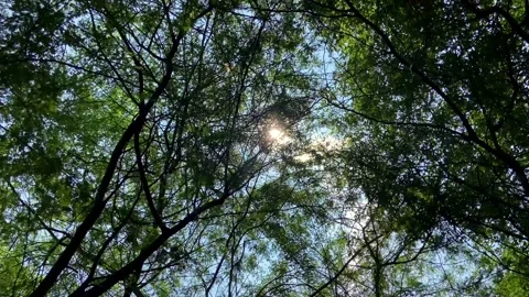 Sunlight Through Green Tree Canopy Stock Footage 341718915