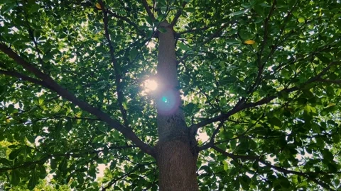 Sunlight Through Green Tree Canopy Stock Footage 341723724