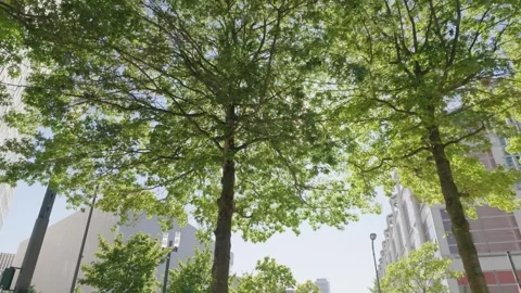 Sunlight through green tree canopy by modern buildings, urban nature summer Vídeo Stock 342032332