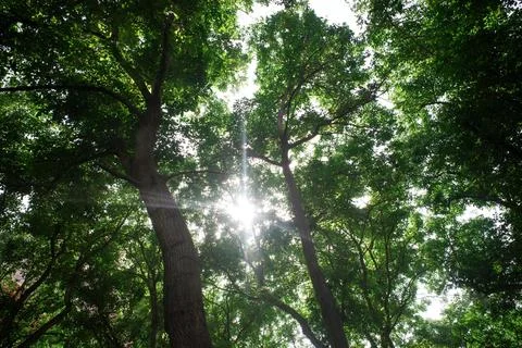 Sunlight through a green tree canopy 스톡 사진