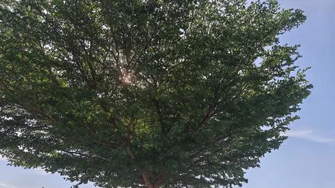 Sunlight Through Green Tree Canopy Fotos de archivo