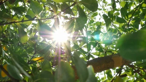 Sunlight through green tree Stock Footage 89797391