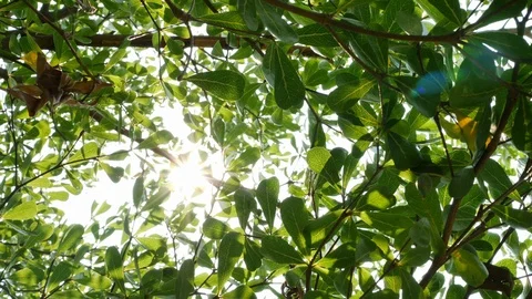 Sunlight through green tree Video stock 91789556