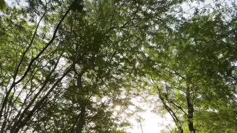 Sunlight Through Green Tree Leaves in Forest Canopy Low Angle View Stock Footage 332779023