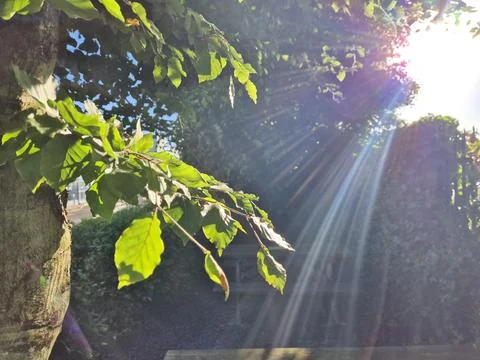 Sunlight Through Green Tree Leaves in Garden Photos