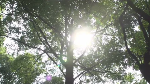 Sunlight through green trees Stock Footage 235135177