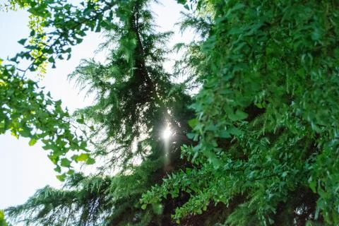 Sunlight through green trees Stock Photos