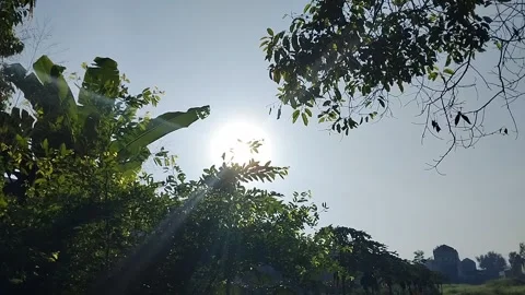 Sunlight Through Green Trees in Tropical Countryside" Stock Footage 308663203