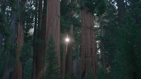 Sunlight Through The Grove Stock Footage 342736905