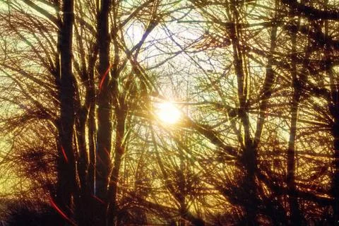 Sunlight through the interlacing of trees and branches. solar energy. light a Stock-Fotos