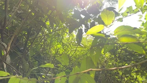 Sunlight Through Jungle Canopy, Dense Green Foliage, Low Angle Shot Stock Footage 325645651