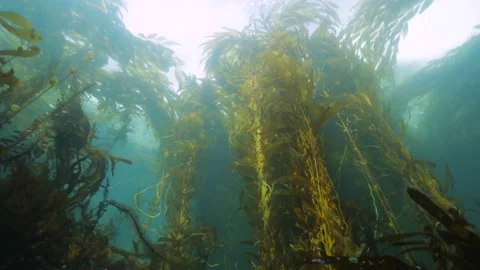 Sunlight Through Kelp Forest Underwater (HD, 24fps) Stock Footage 326953818