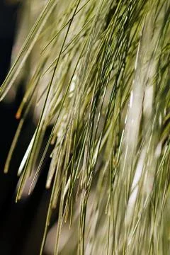 Sunlight through the larches Stock Photos