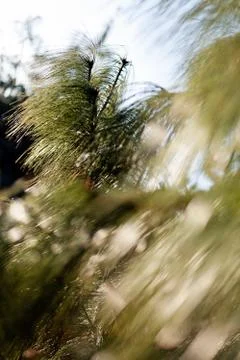 Sunlight through the larches Stock Photos