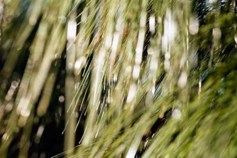 Sunlight through the larches Stock Photos