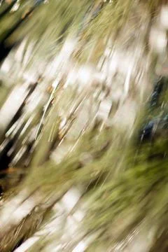 Sunlight through the larches Stock Photos