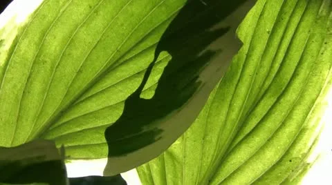 Sunlight Through Large Green Leaves 스톡 동영상 12614242