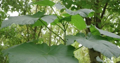 Sunlight Through Large Green Leaves of a Young Plant, Backlit Foliage, Close Up Vidéo 340326883
