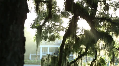 Sunlight Through Large Tree Stock Footage 26833180