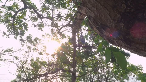 Sunlight through to large tree in summer evening. Stock Footage 108738635