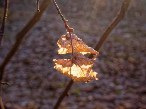 Sunlight through last year's leaf on a tree Stock Photos