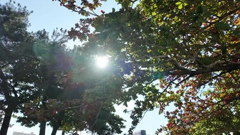 Sunlight Through Layered Tropical Tree Branches in Okinawa Stock Footage 298773854