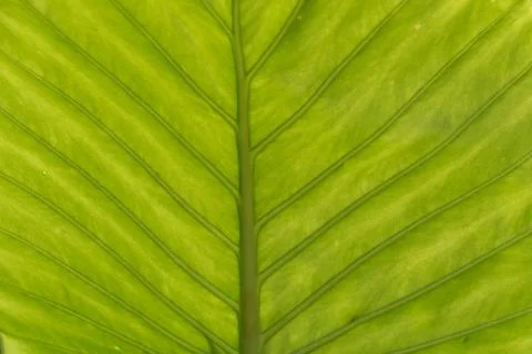 Sunlight through a leaf Stock Photos