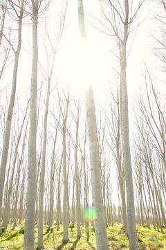 Sunlight Through Leafless Forest Trees Stock Photos