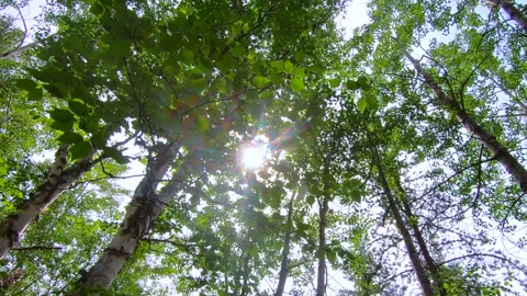 Sunlight Through Leafy Trees Stock Footage 145847797