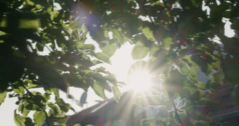 Sunlight Through Leaves – 4K Stock Footage 310577122